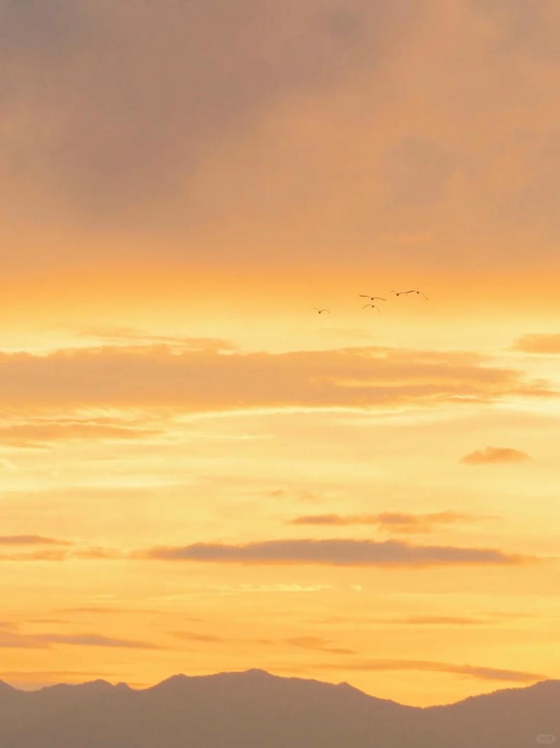 hinh-nen-mau-cam (40)