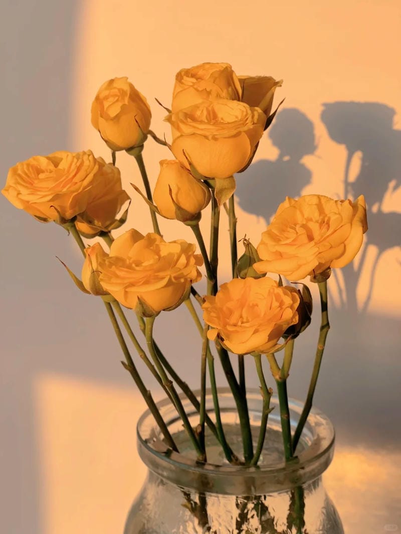 hinh-nen-mau-cam (6)