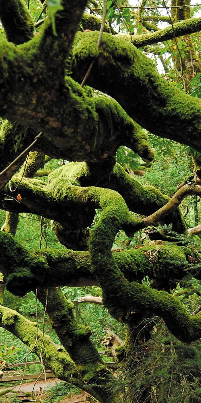 hinh-nen-thien-nhien-hoang-da (27)