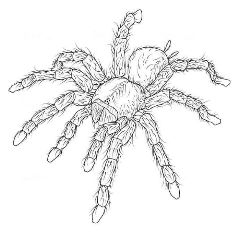 tranh-to-mau-con-nhen (15)