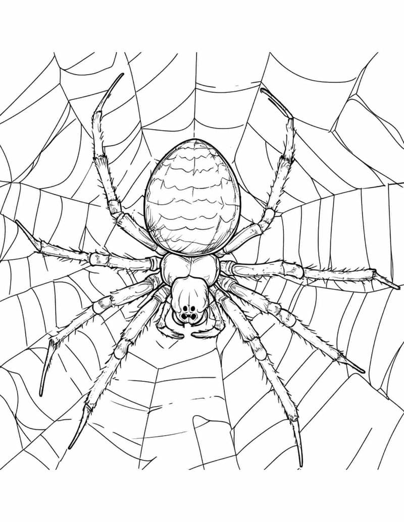 tranh-to-mau-con-nhen (34)