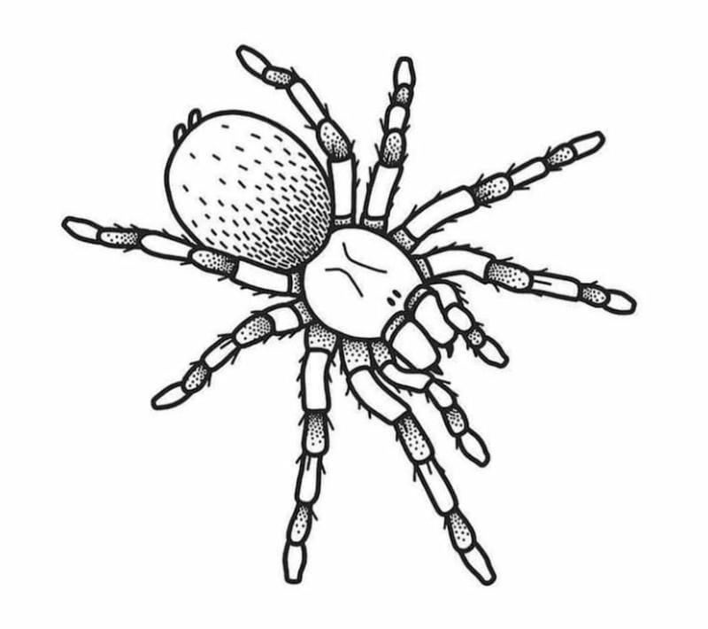 tranh-to-mau-con-nhen (35)