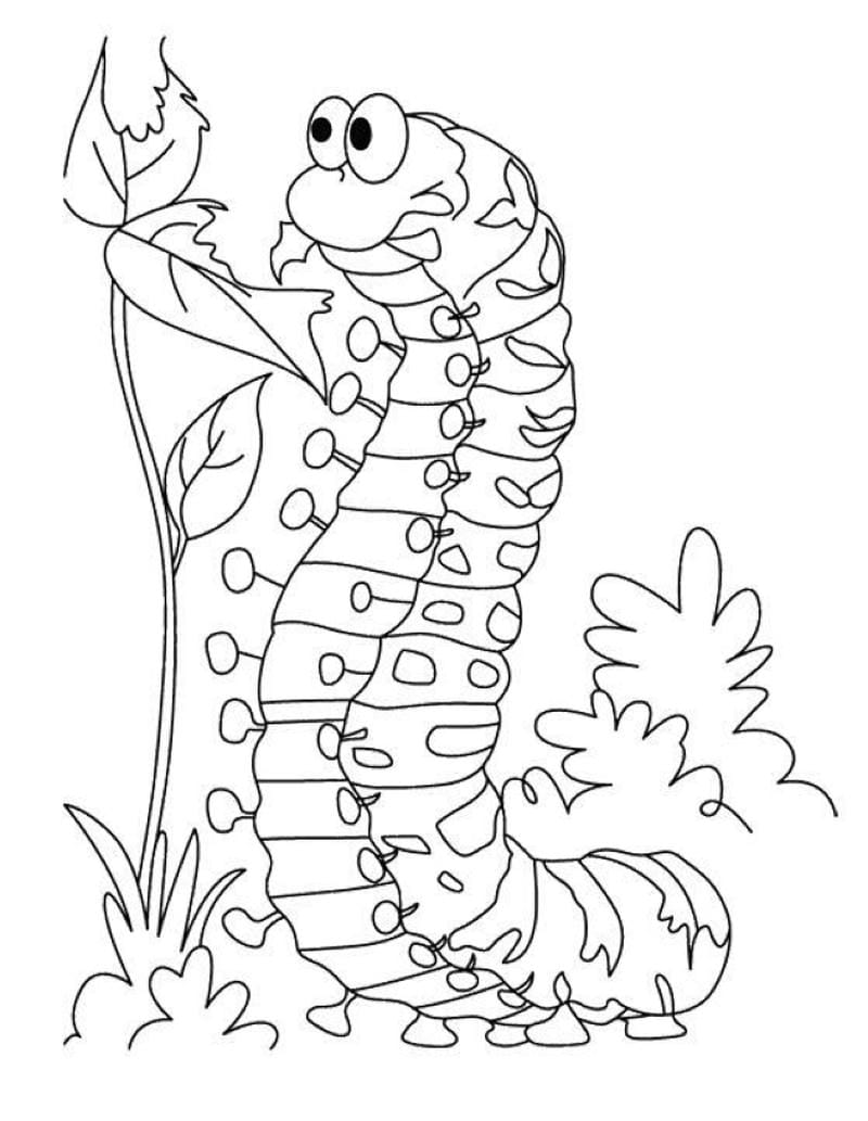 tranh-to-mau-con-sau (5)