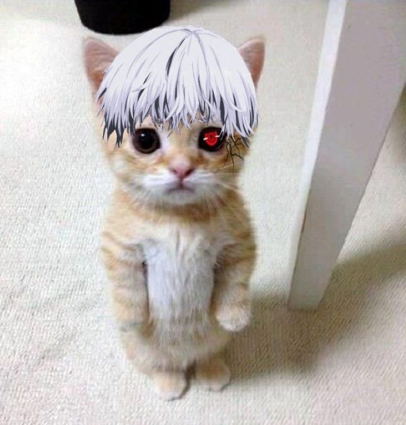 anh-meo-cosplay-anime-cute (14)