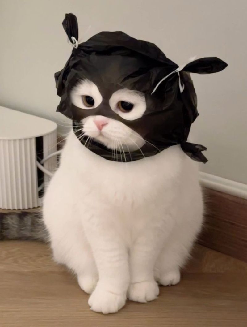 anh-meo-cosplay-anime-cute (17)