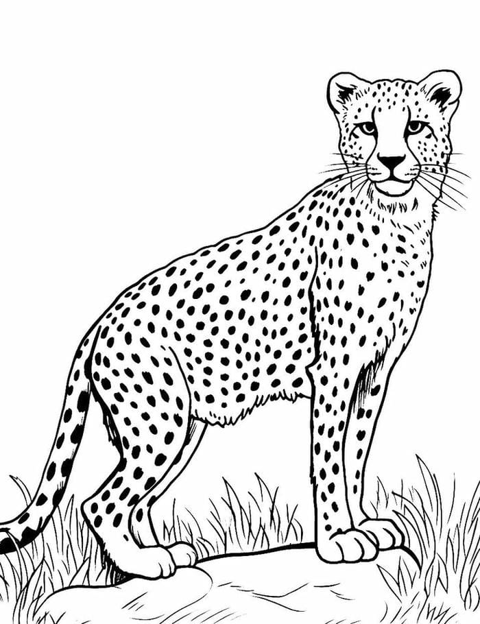 tranh-to-mau-con-bao (17)