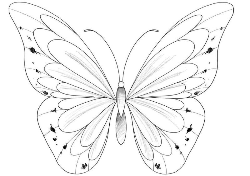 tranh-to-mau-con-buom-dep (28)