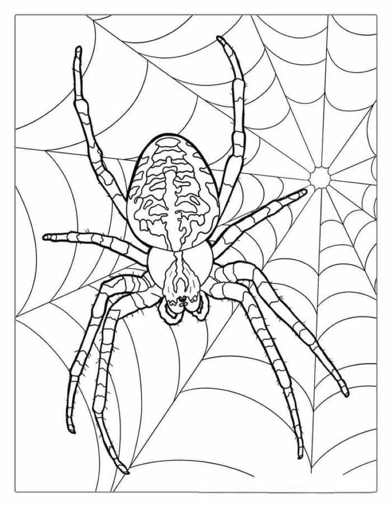 tranh-to-mau-con-nhen-halloween (13)