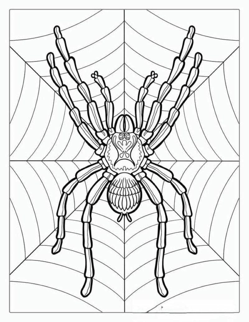 tranh-to-mau-con-nhen-halloween (18)