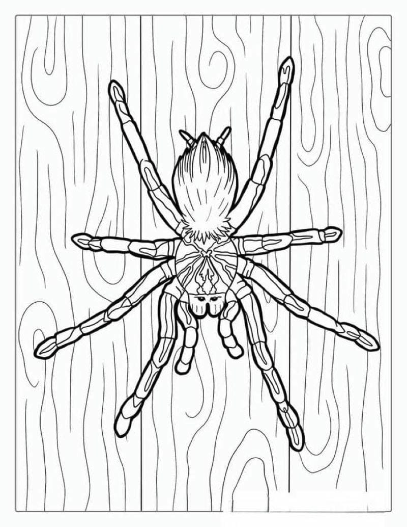 tranh-to-mau-con-nhen-halloween (24)