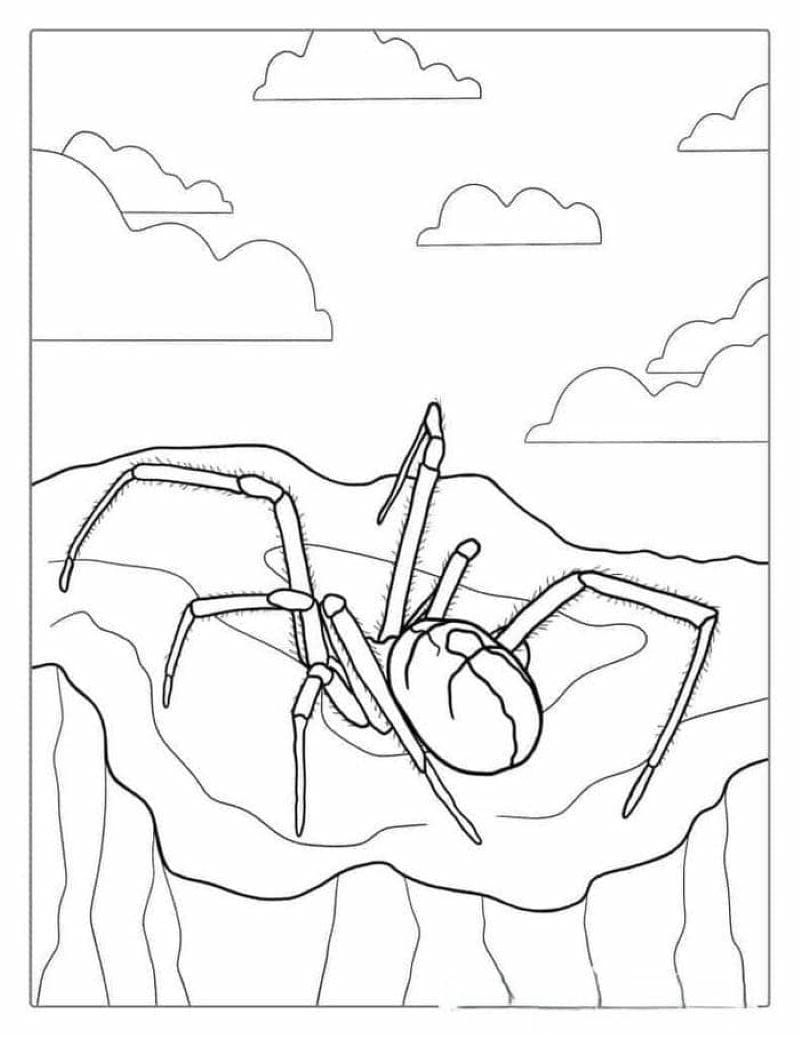 tranh-to-mau-con-nhen-halloween (31)