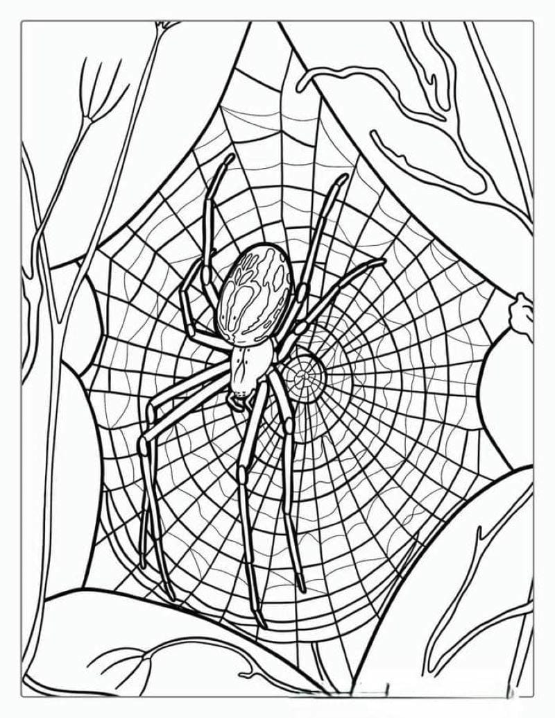 tranh-to-mau-con-nhen-halloween (32)