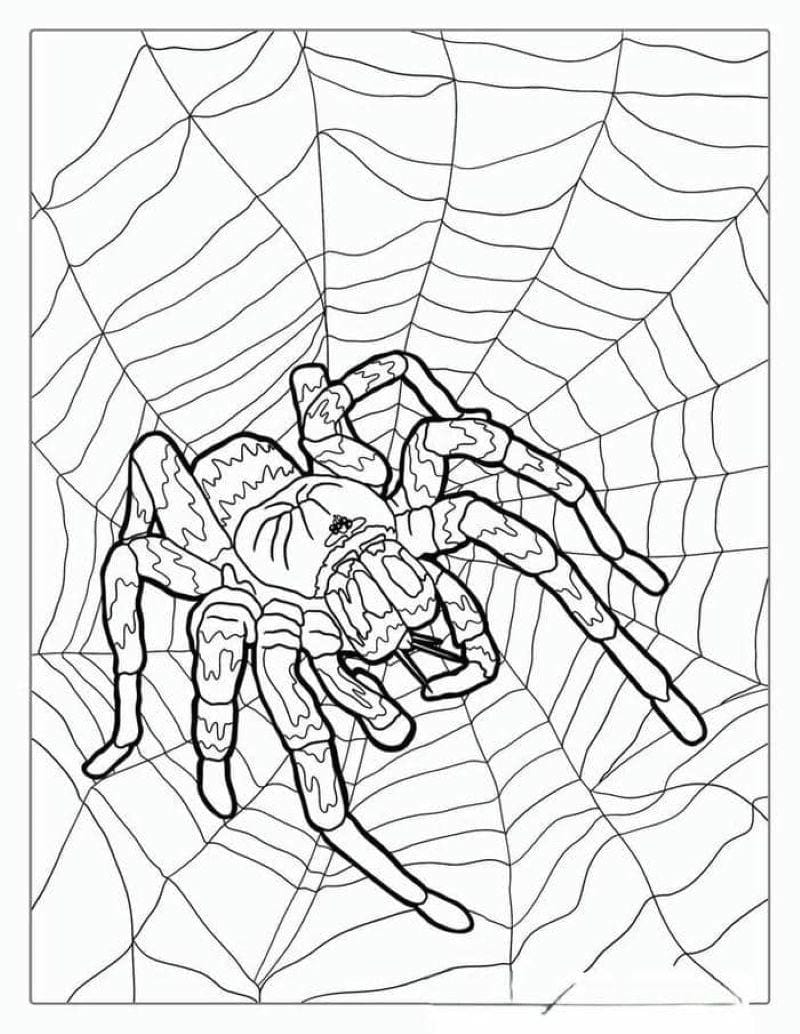 tranh-to-mau-con-nhen-halloween (34)