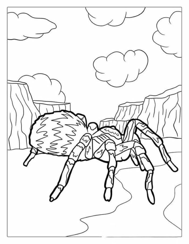 tranh-to-mau-con-nhen-halloween (8)