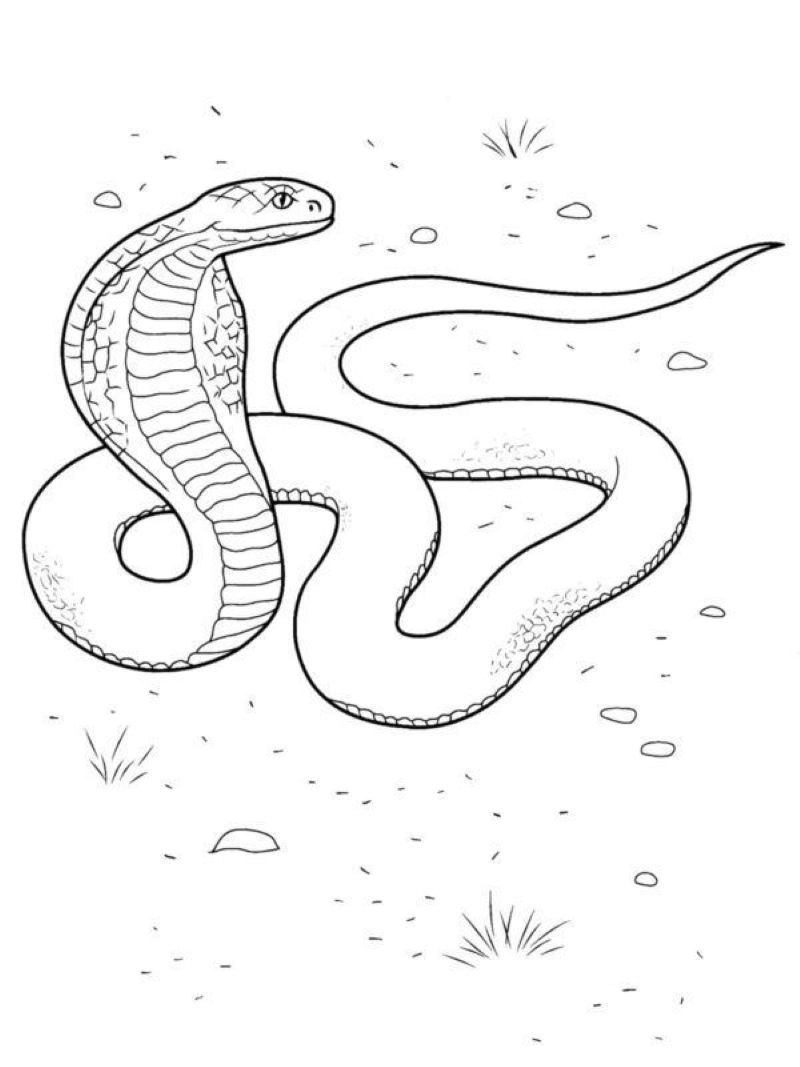 tranh-to-mau-con-ran-dep (18)