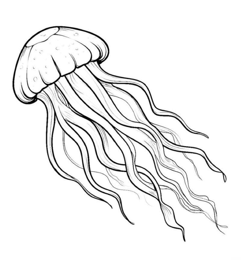 tranh-to-mau-con-sua (1)