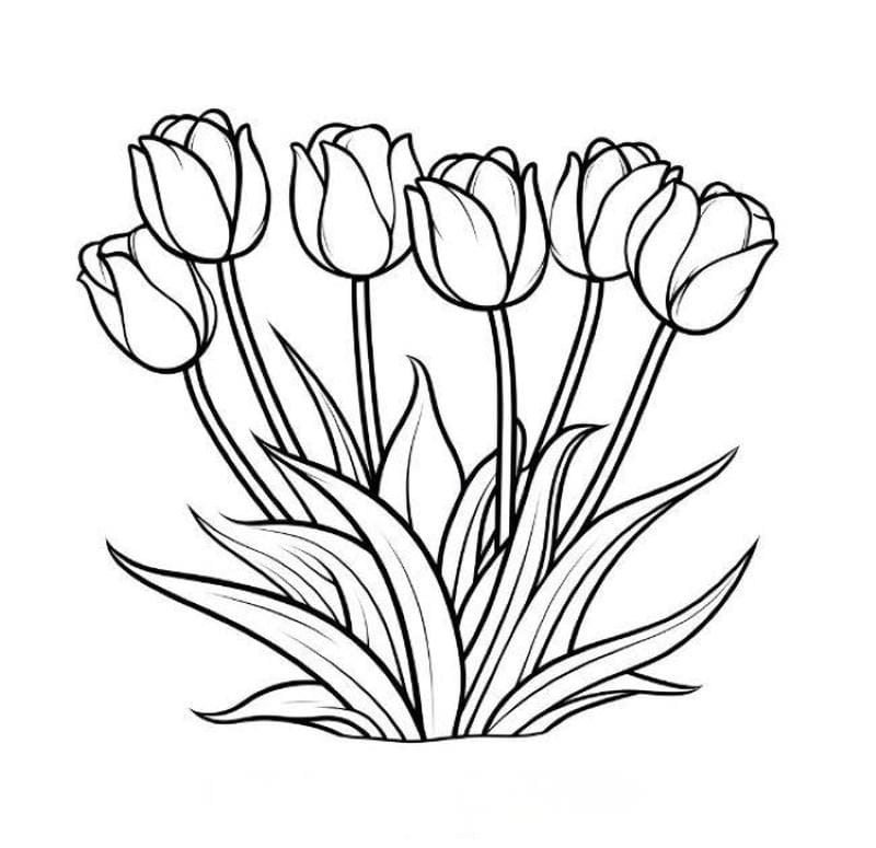 tranh-to-mau-hoa-tulip (10)