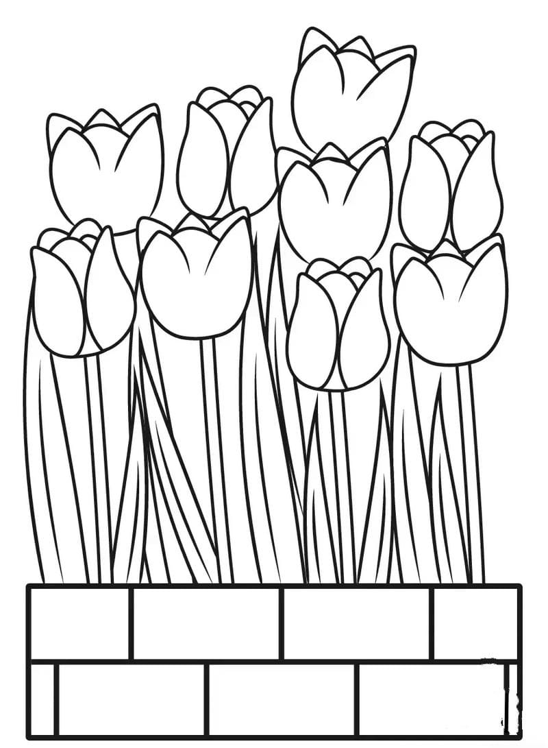 tranh-to-mau-hoa-tulip (19)