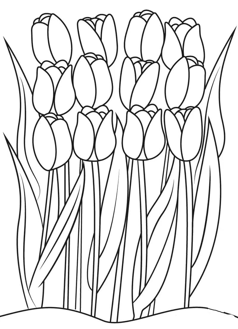 tranh-to-mau-hoa-tulip (21)