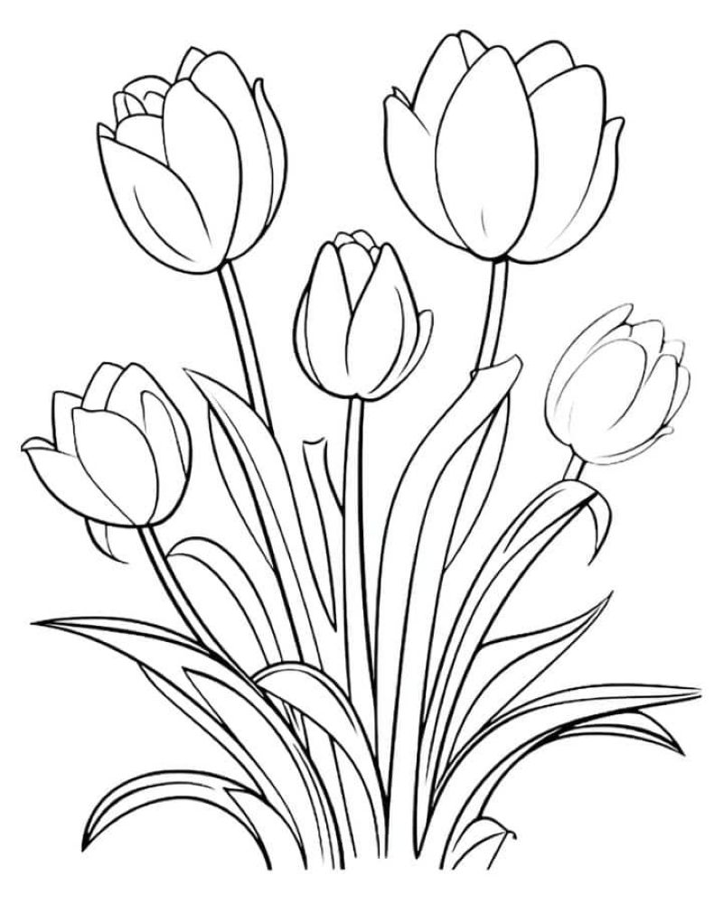 tranh-to-mau-hoa-tulip (25)