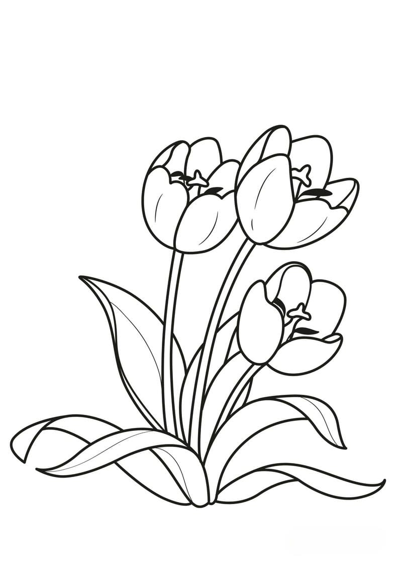 tranh-to-mau-hoa-tulip (32)