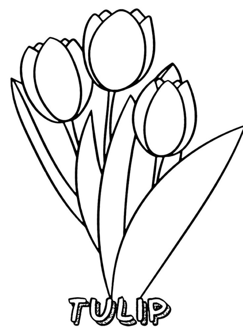 tranh-to-mau-hoa-tulip-dep (14)