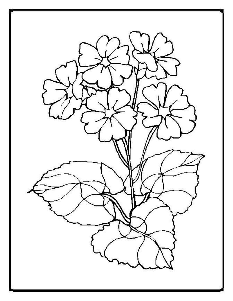 tranh-to-mau-hoa-tulip-dep (9)