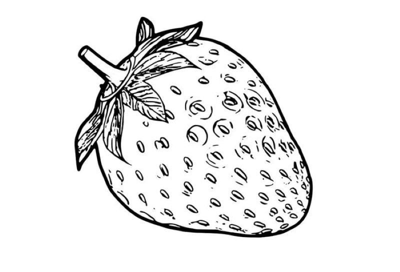 tranh-to-mau-qua-dau-tay (20)