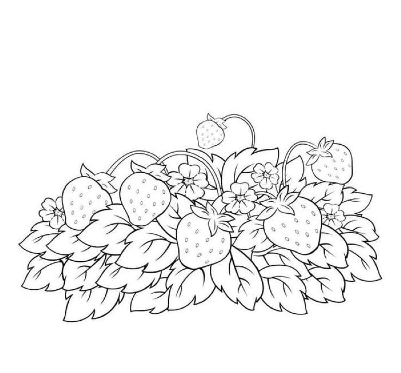 tranh-to-mau-qua-dau-tay (3)