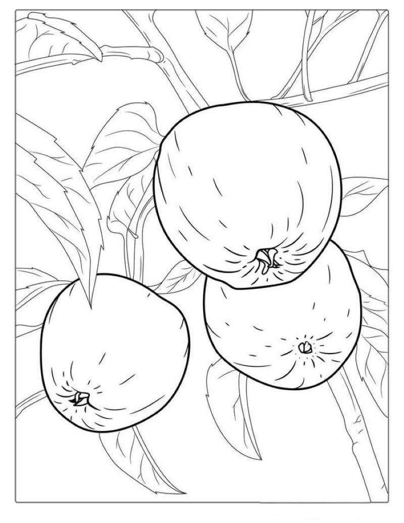 tranh-to-mau-qua-tao-dep (24)