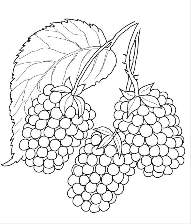 tranh-to-mau-trai-cay (2)